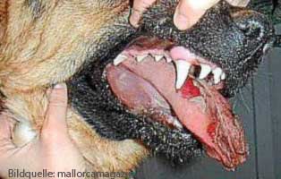 Eichenprozessionsspinner – Gefahr Hunde Tierschutzliga