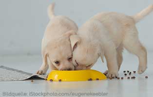 ratgeber-hunde-welpen-fuettern Welpenernährung: Welpen richtig füttern