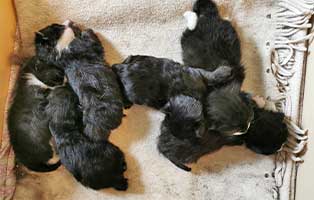 sechs-katzenbabys-im-karton 9 knubbelige Hundewelpen suchen ein Zuhause