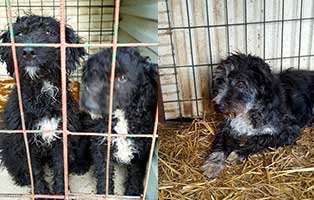 drama-bekescsaba-hunde-abgegeben Lasse´s traurige Vergangenheit macht ihm bis heute zu schaffen!