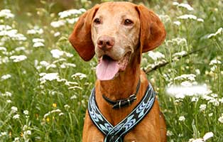 futterpatenschaft-achim-sh166-20 44 Hundewelpen in Wollaberg - Welpenschmuggel auf der Autobahn - Ausnahmezustand