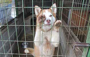 bekescsaba-hund-zwinger TIERSCHUTZLIGA unterstützt das ungarische Tierheim Békéscsaba