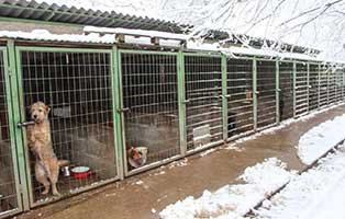 bekescsaba-hund-zwinger02 TIERSCHUTZLIGA unterstützt das ungarische Tierheim Békéscsaba