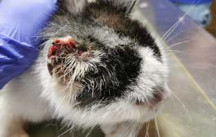 einsame-katze-verwahrlost-behandlung Einsame, verwahrloste Katze im Tierschutzliga-Dorf aufgenommen