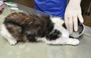 einsame-katze-verwahrlost-tisch Einsame, verwahrloste Katze im Tierschutzliga-Dorf aufgenommen