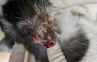 einsame-katze-verwahrlost-verletzt Einsame, verwahrloste Katze im Tierschutzliga-Dorf aufgenommen