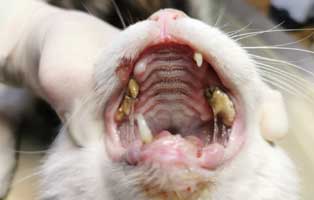einsame-katze-verwahrlost-zaehne Einsame, verwahrloste Katze im Tierschutzliga-Dorf aufgenommen