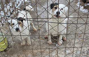 rettet-ungarische-tierheime-2-hunde-gitter Ungarisches Tierheim in Not - 250 Tieren droht der Tod