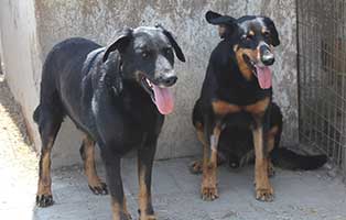 rettet-ungarische-tierheime-2-hunde Ungarisches Tierheim in Not - 250 Tieren droht der Tod