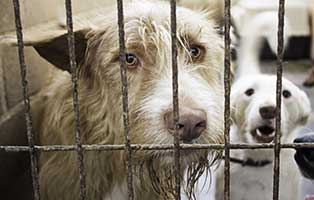 rettet-ungarische-tierheime-hund-gitter Ungarisches Tierheim in Not - 250 Tieren droht der Tod