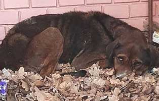 rettet-ungarische-tierheime-hund-laub Ungarisches Tierheim in Not - 250 Tieren droht der Tod