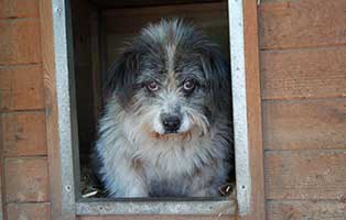 tierheim-bekescsaba-hund-huettejpg TIERSCHUTZLIGA unterstützt das ungarische Tierheim Békéscsaba
