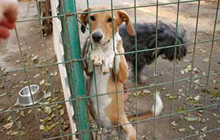 tierheim-bekescsaba-kleiner-hund-gitter TIERSCHUTZLIGA unterstützt das ungarische Tierheim Békéscsaba