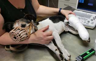 unfallhund-zerschmettertes-bein-operiert Gechippter aber nicht registrierter Hund hatte einen schweren Autounfall