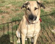 balou patentier bueckeburg