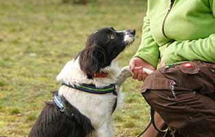 der-mensch-und-sein-hund-pfote Breitenberg benötigt Trainingsgeräte für die Hunde