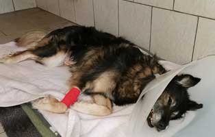 hund-kruba-magendrehung-nach-op Hundevermittlung im Tierheim