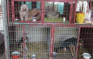 kaefige-bekescsaba-alle-gefüllt-300x191 Notfallkäfige im Tierheim Békéscsaba sind voll