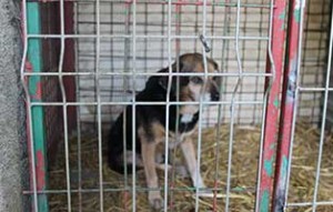 kaefige-bekescsaba-alle-gefüllt-hund-300x191 Notfallkäfige im Tierheim Békéscsaba sind voll