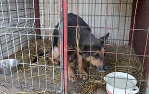 kaefige-bekescsaba-alle-gefüllt-schäferhund-300x191 Notfallkäfige im Tierheim Békéscsaba sind voll