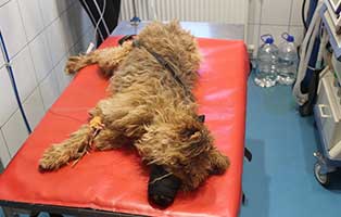 strassenhund-kisci-tumore-opersation Kranker abgemagerter Straßenhund Kisci irrte durch Ungarns Stassen