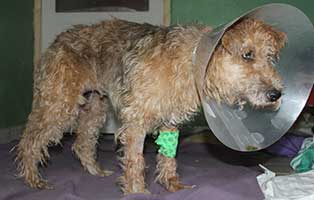 strassenhund-kisci-tumore-verband Kranker abgemagerter Straßenhund Kisci irrte durch Ungarns Stassen