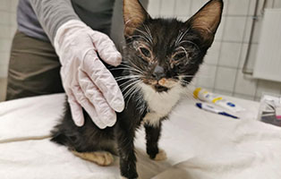 18-katzen-unterernaehrt-tierschutzliga-dorf-augen 18 verwahrloste Katzen mussten gerettet werden