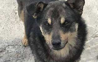 hund-weiblich-rumaenien-tarni Acht rumänische Straßenhunde bekommen eine riesige Chance