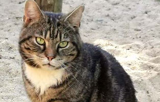 kater-pouncival-OK002-20-patentier-oberdinger-moos Pouncival (OK002/20)