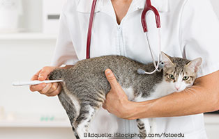 katzen-ratgeber-fieber Fieber bei Katzen