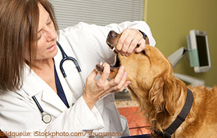 ratgeber-hunde-mundgeruch Pollenallergie beim Hund