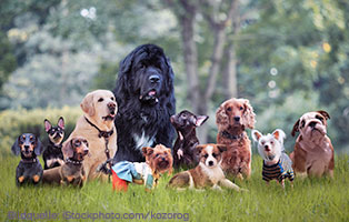 ratgeber-hunde-rassen Hunderassen für Anfänger