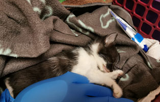 sechs-kitten-unterversorgt-dorf-lu-krank Sechs schwer unterversorgte Katzenbabys im TIERSCHUTZLIGA-Dorf