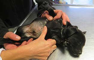 acht-welpen-notfellchen-bekescsaba-untersuchung1 Acht Welpen im ungarischen Tierheim Békéscsaba