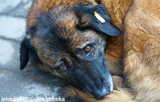 beitrag-rumänien-hund Gibt es nicht genügend Tiere in unseren Tierheimen?