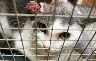 katze-tumor-ohr-kaefig Katze wird nach Operation ein Ohr verlieren - Krebs
