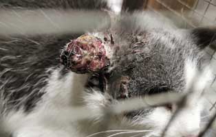 katze-tumor-ohr-operstion Katze wird nach Operation ein Ohr verlieren - Krebs