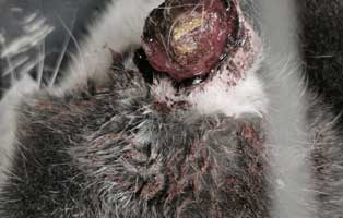 katze-tumor-ohr Katze wird nach Operation ein Ohr verlieren - Krebs
