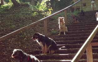 strolch-und-hundeschule Georgie der Streuner ist dem Tode entgangen