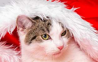 tierheim-weihnachtsspende-katze-muetzel Danke - Ihr macht unseren Job erst möglich