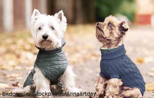 ansteckung-hund-mensch-zwei-hunde Erkältung, Grippe und Corona beim Hund