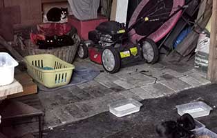 beschlagnahmung-alte-dame-garage Katzenfang und Kastrationsaktion