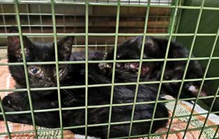 beschlagnahmung-alte-dame-kitten Katzenfang und Kastrationsaktion