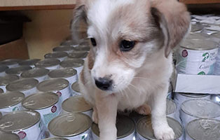rumaenien-futter-dosen-hund Reichlich Futter für Straßentiere in Rumänien