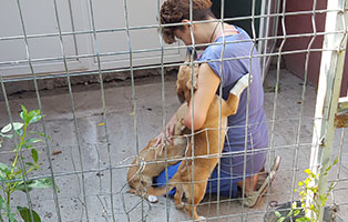 rumaenien-futter-pfleger-hunde Reichlich Futter für Straßentiere in Rumänien
