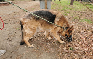 schaeferhund-aaron-verwahrlost-leine Befreiung aus Kellerverlies