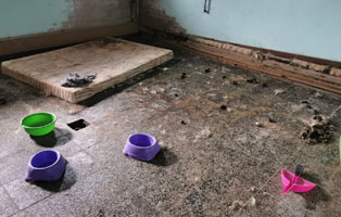 schaeferhund-aaron-verwahrlost-schlafplatz Befreiung aus Kellerverlies