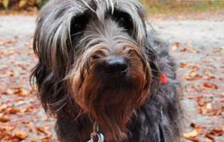 strolch-und-herbst Georgie der Streuner ist dem Tode entgangen