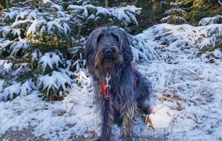 strolch-und-schnee Georgie der Streuner ist dem Tode entgangen