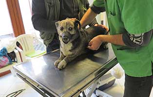 hund-luca-bekescsaba-untersuchung-lunge Luca aus dem Tierheim Békéscsaba wurde auf Herzbandwurm untersucht